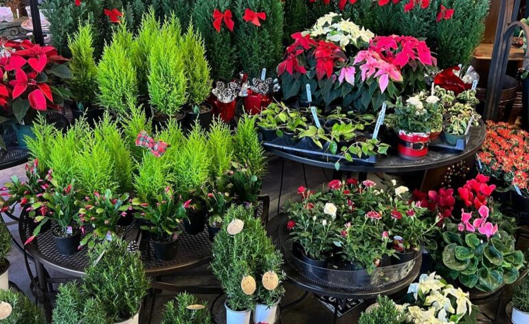 collection of plants inside a store